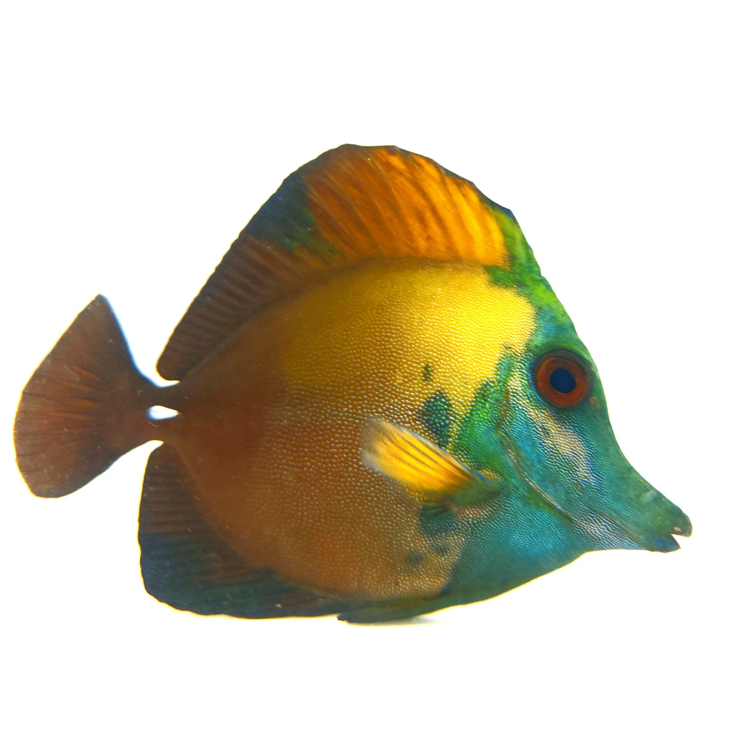 Blue Face Koi Scopas Tang WYSIWYG