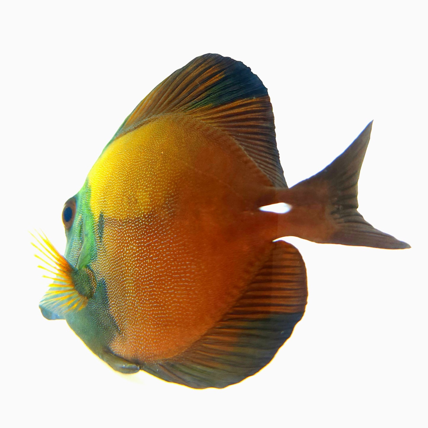Blue Face Koi Scopas Tang WYSIWYG