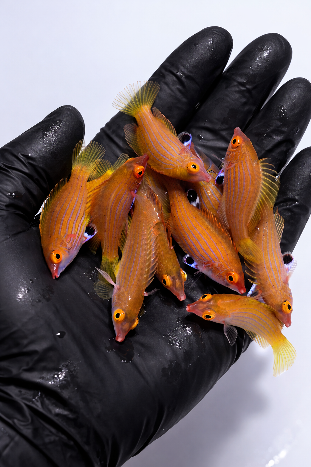 Pink Streaked Wrasse