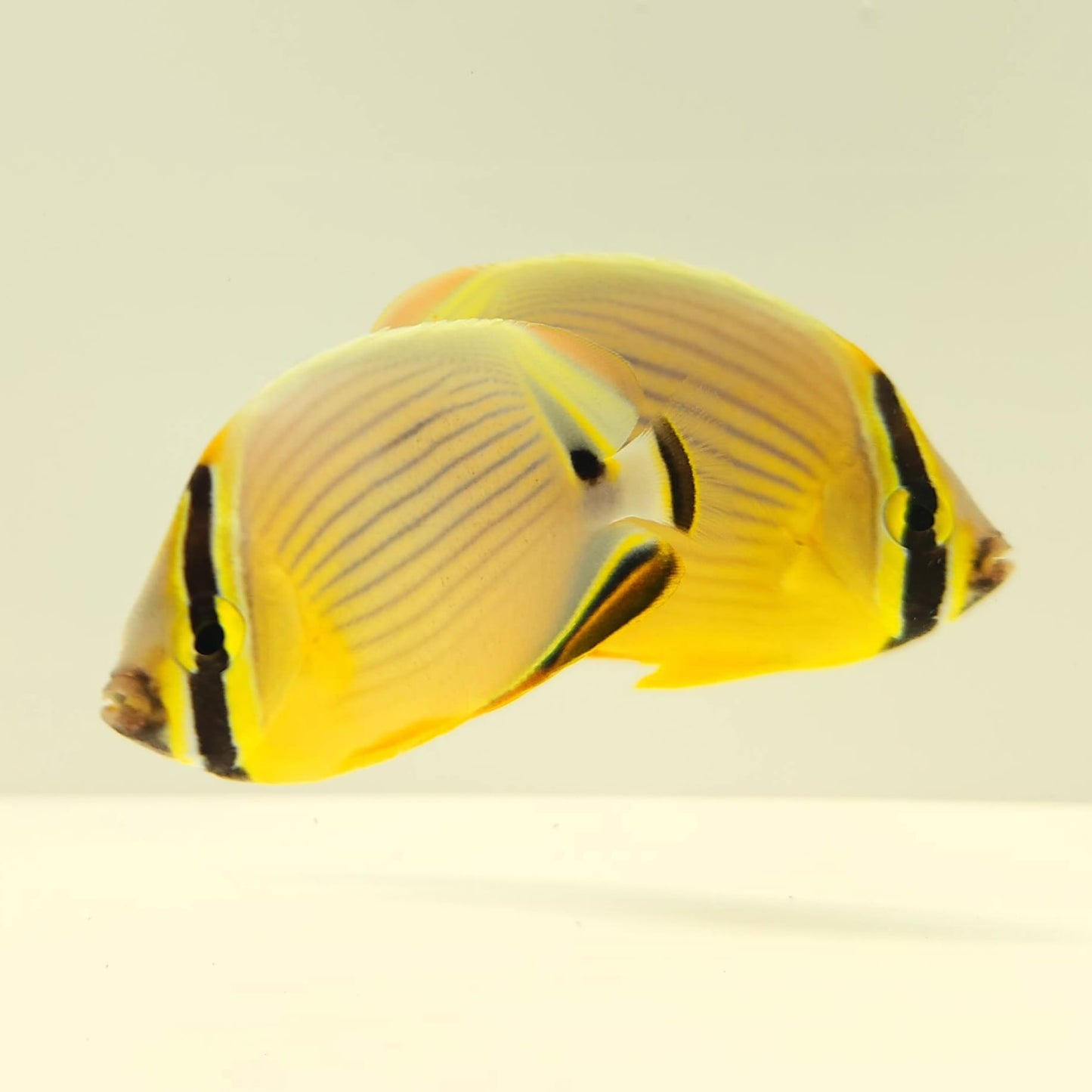 Christmas Islands Pinstriped Butterflyfish Bonded Pair WYSIWYG