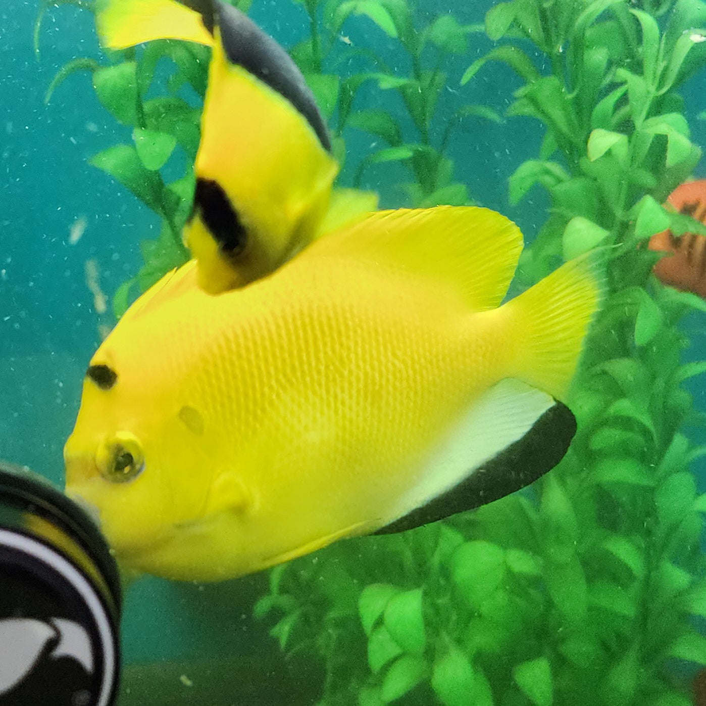 Flagfin Angelfish WYSIWYG