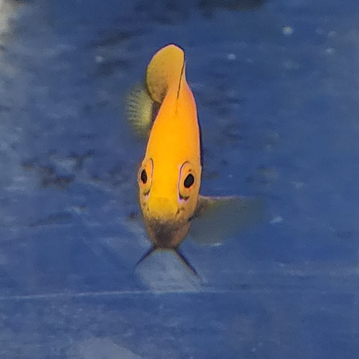 Flameback Angelfish