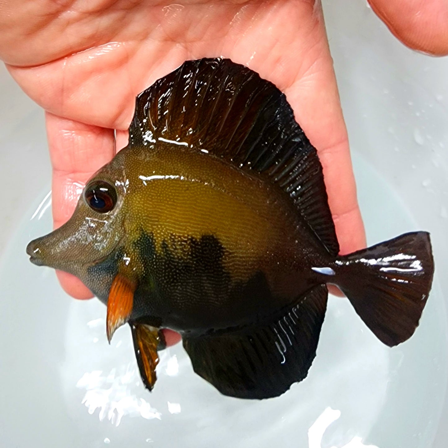 Blue Face Koi Scopas Tang WYSIWYG