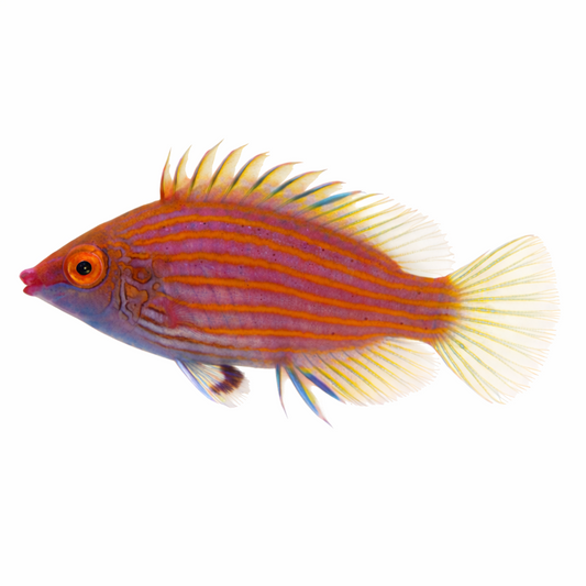 Pink Streaked Wrasse