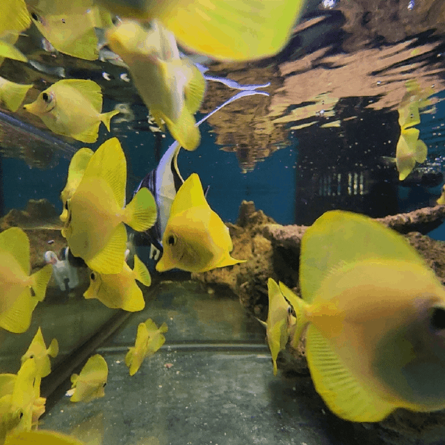 Hawaiian Yellow Tang
