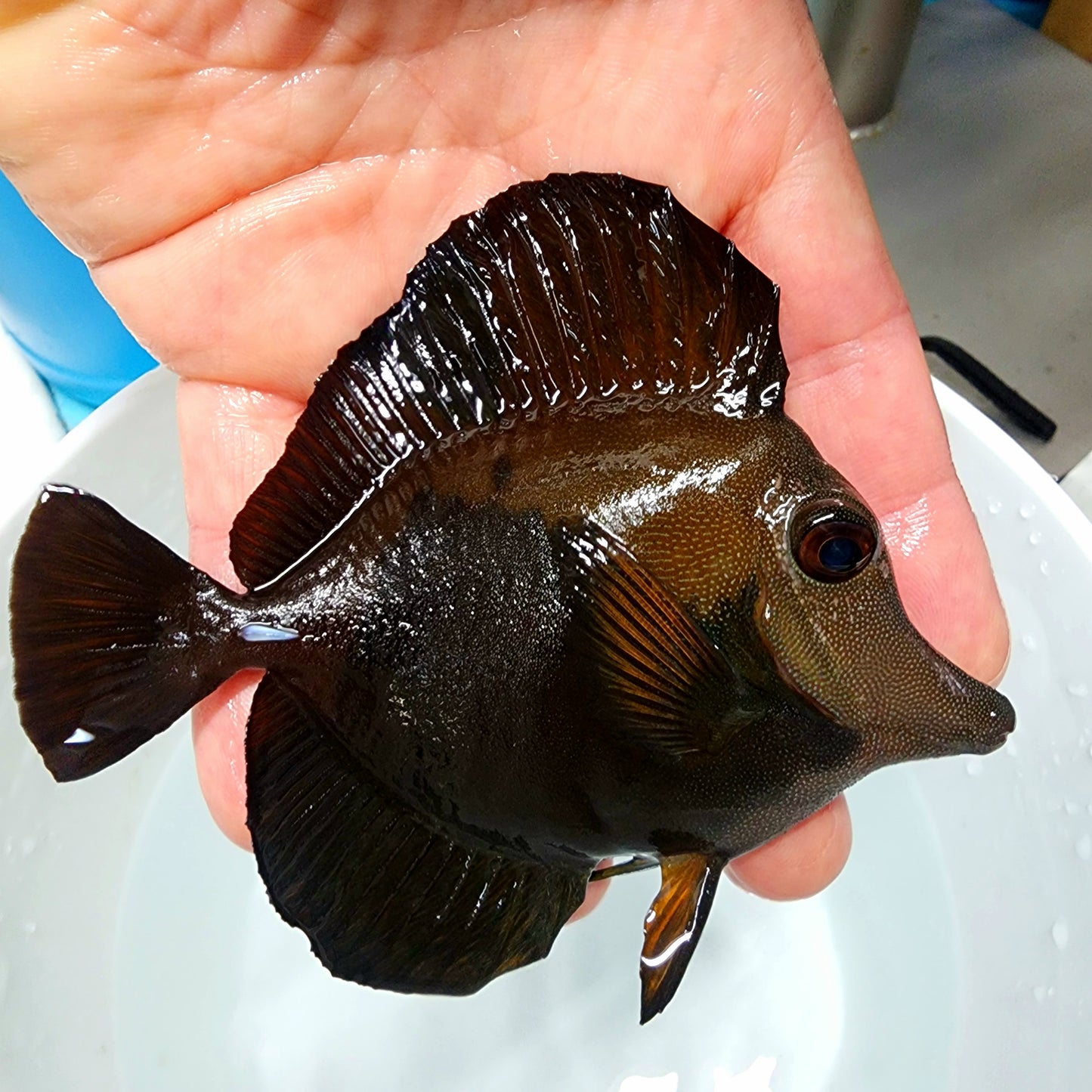 Blue Face Koi Scopas Tang WYSIWYG