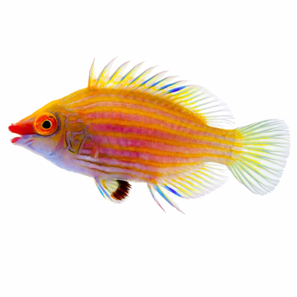 Pink Streaked Wrasse
