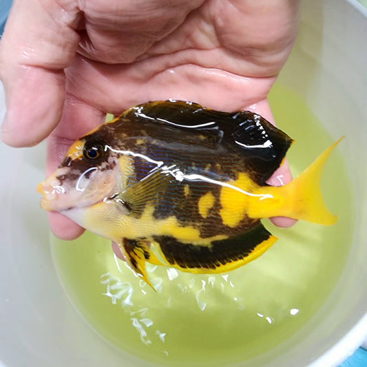 Aberrant Bristletooth Tang WYSIWYG