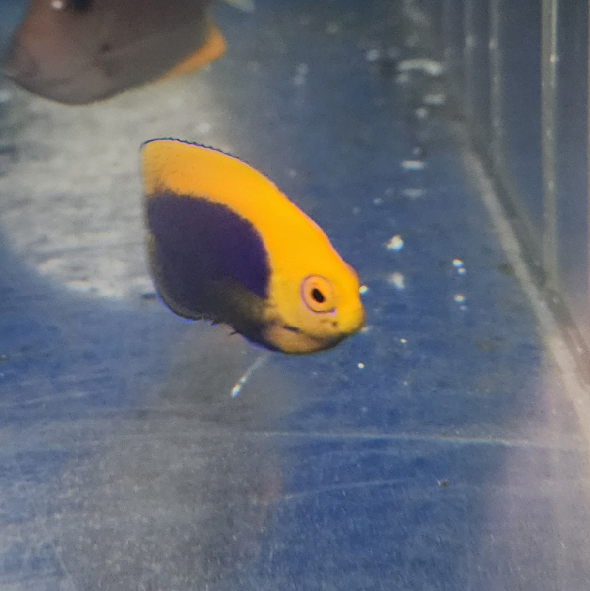 Flameback Angelfish