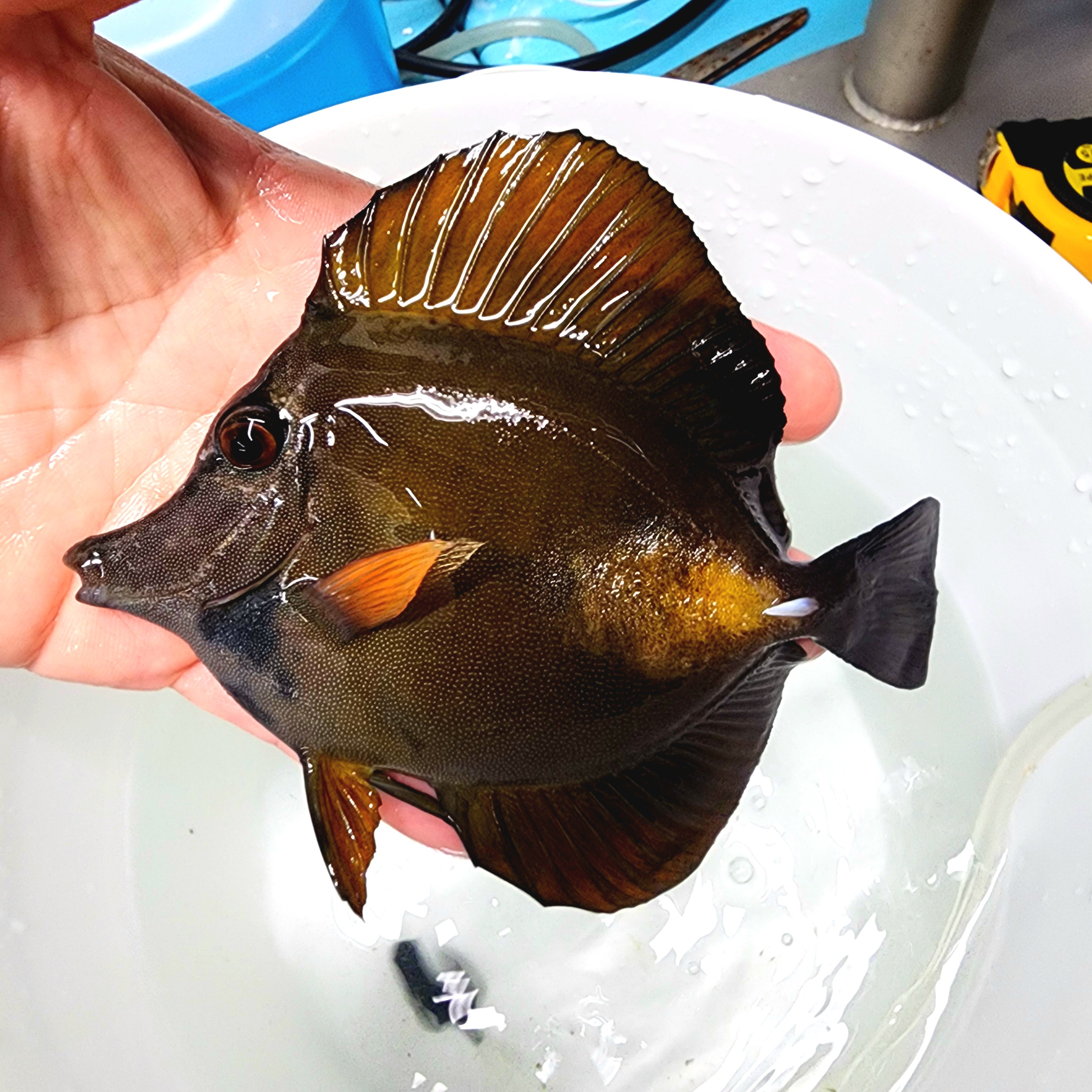 Blue Face Koi Scopas Tang WYSIWYG – Reef Pro