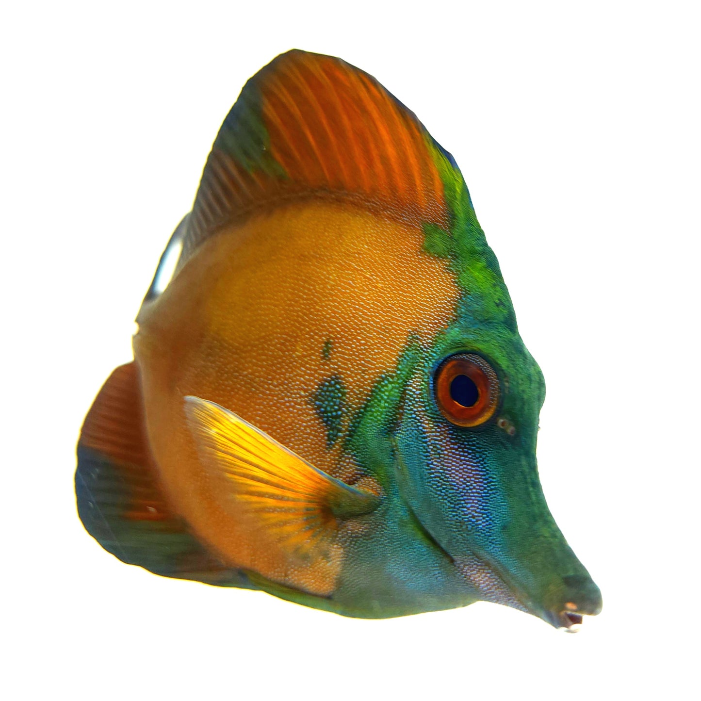 Blue Face Koi Scopas Tang WYSIWYG