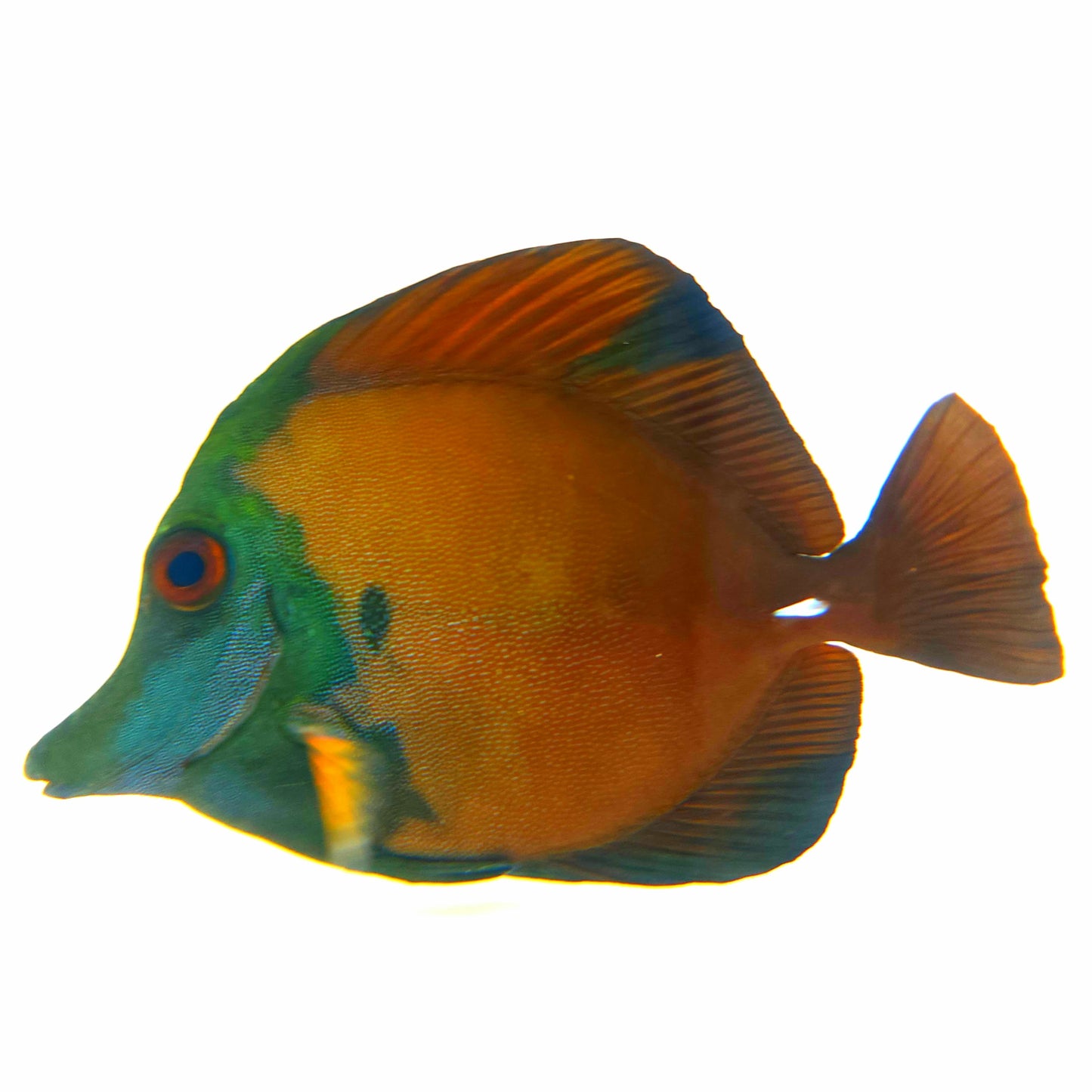 Blue Face Koi Scopas Tang WYSIWYG
