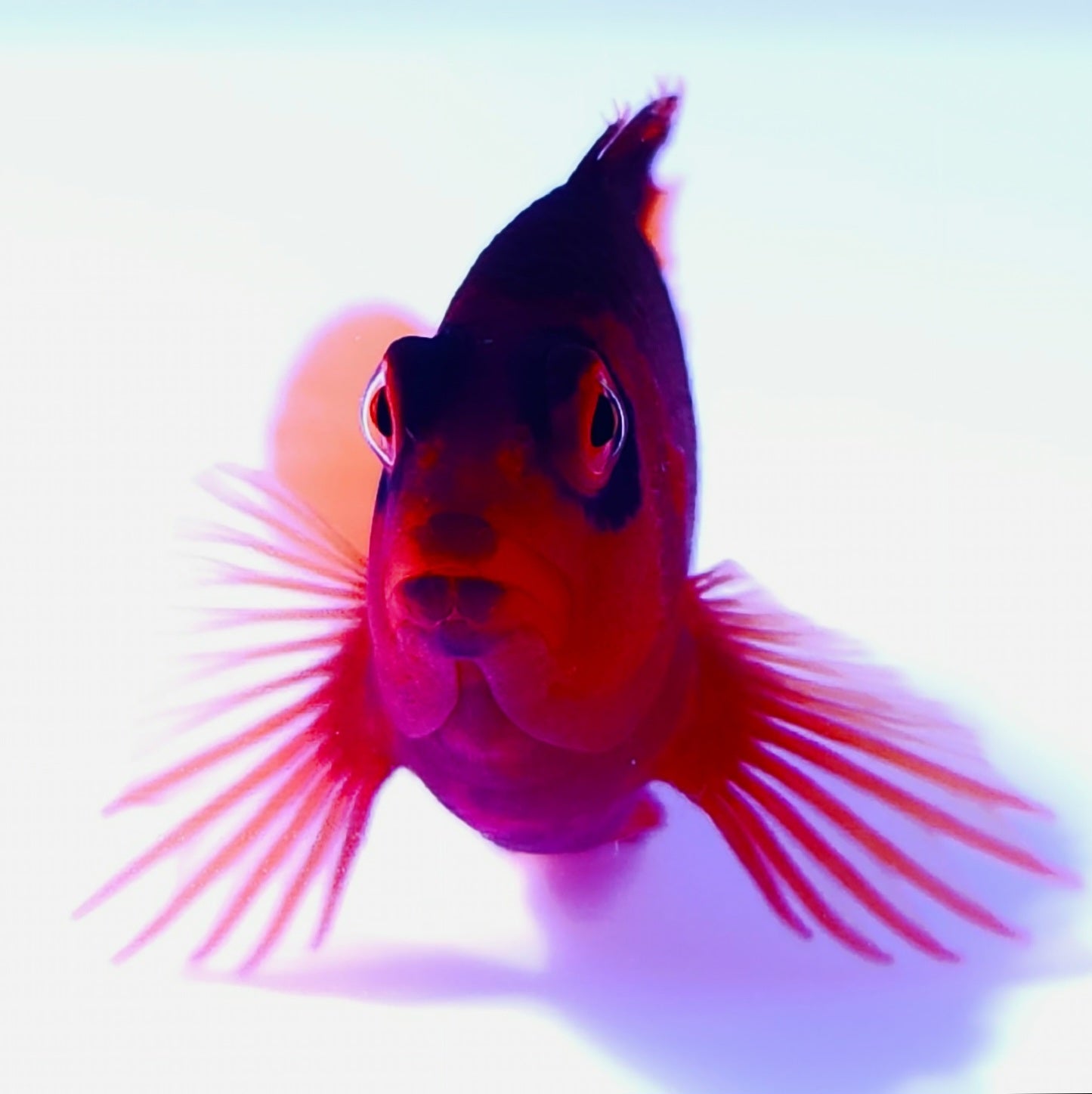 Flame Hawkfish