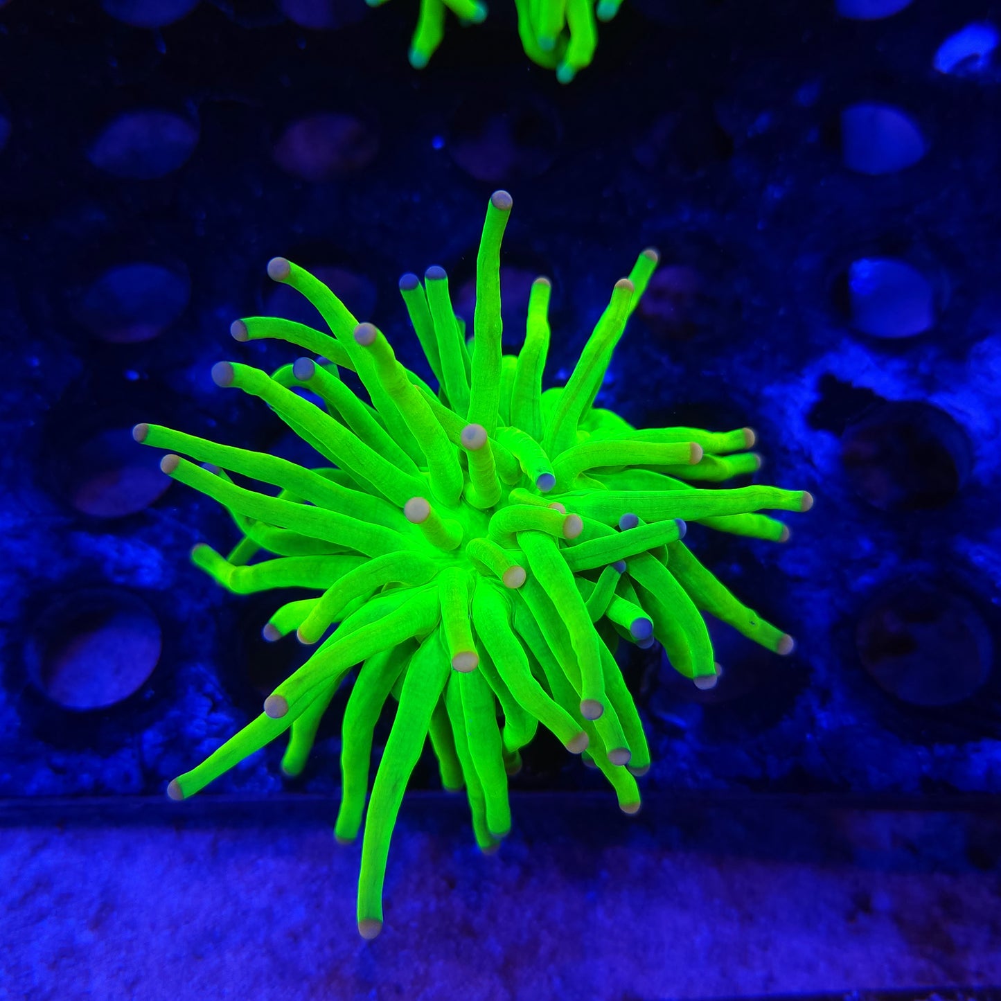 Cotton Candy Holy Grail Torch