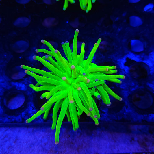 Cotton Candy Holy Grail Torch