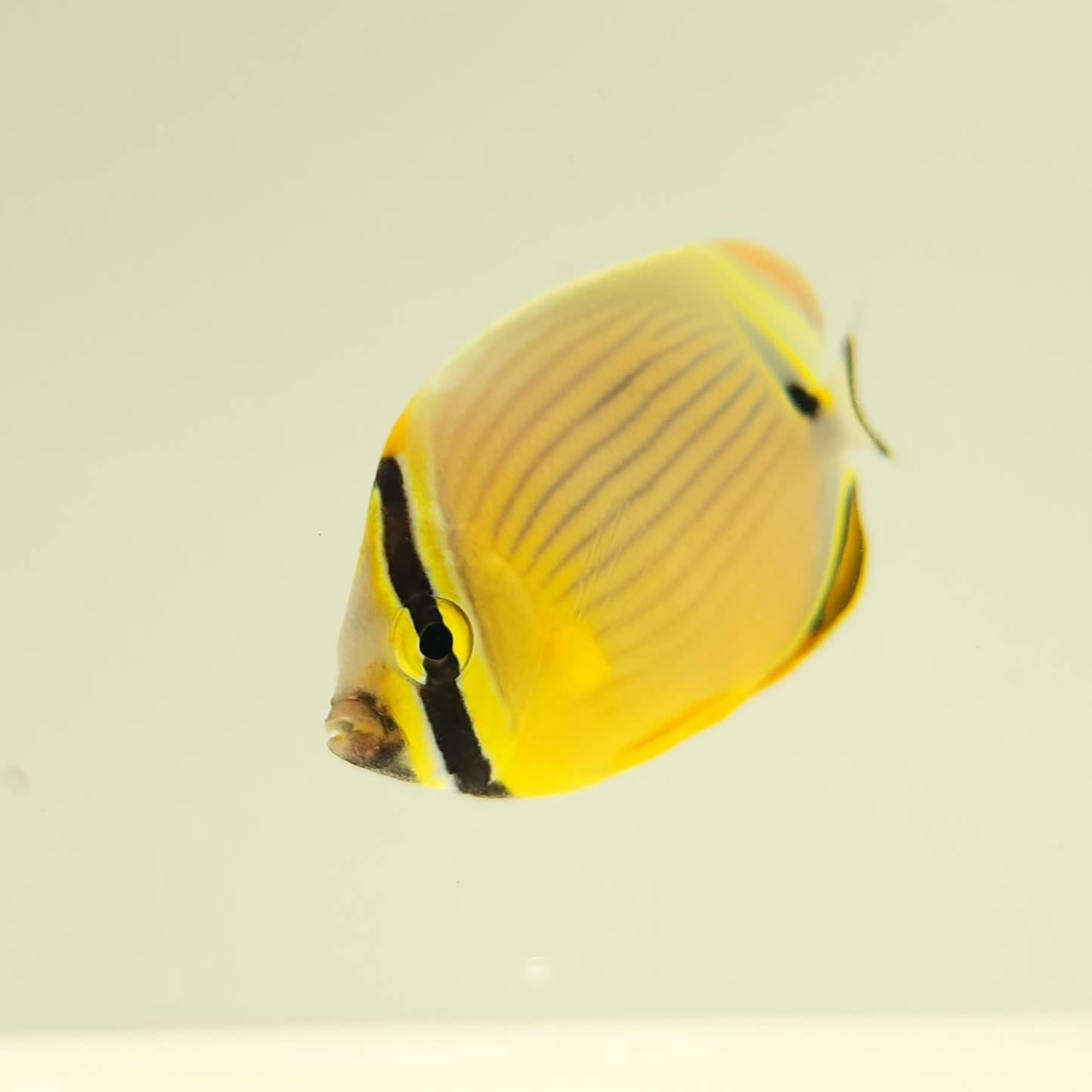 Christmas Islands Pinstriped Butterflyfish Bonded Pair WYSIWYG