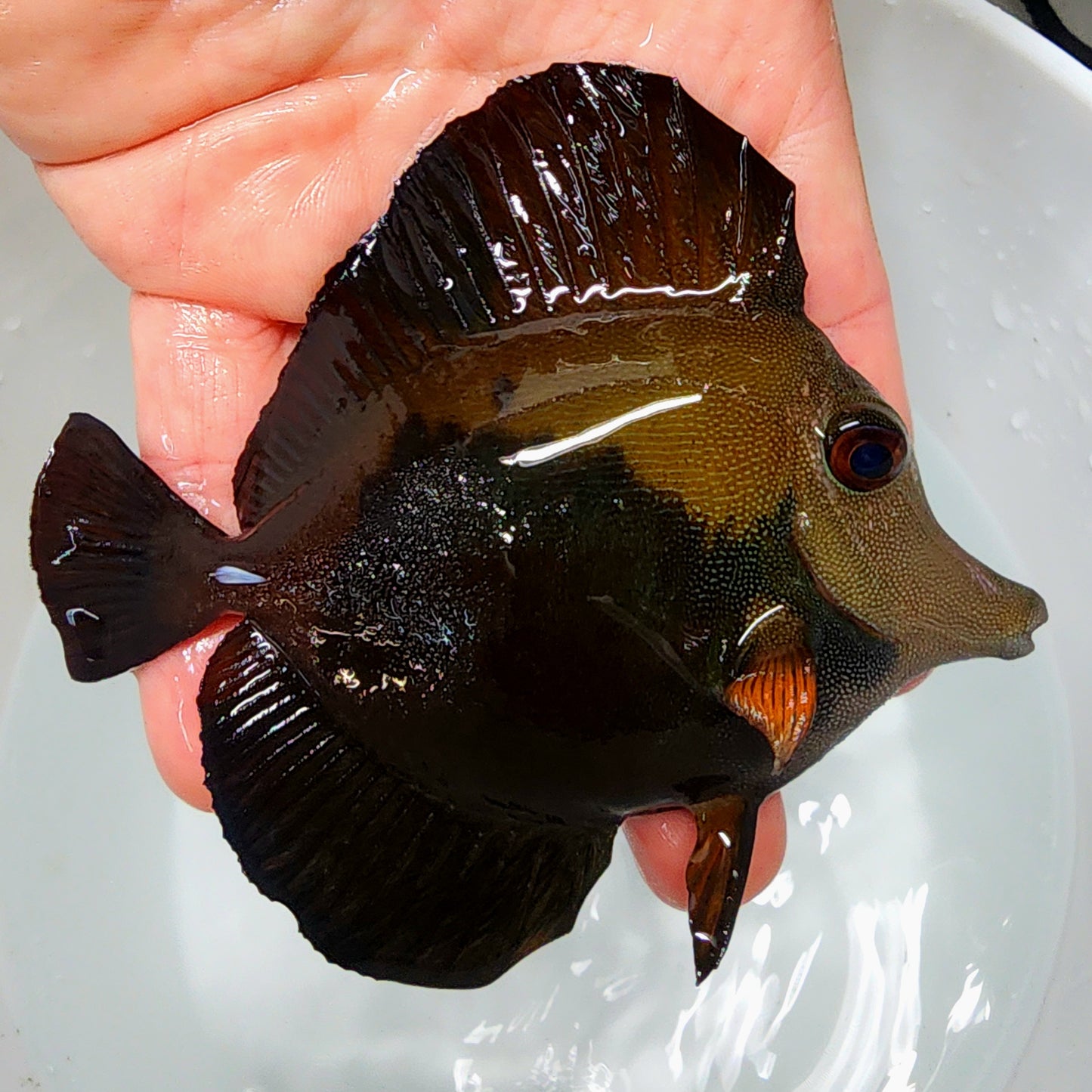 Blue Face Koi Scopas Tang WYSIWYG