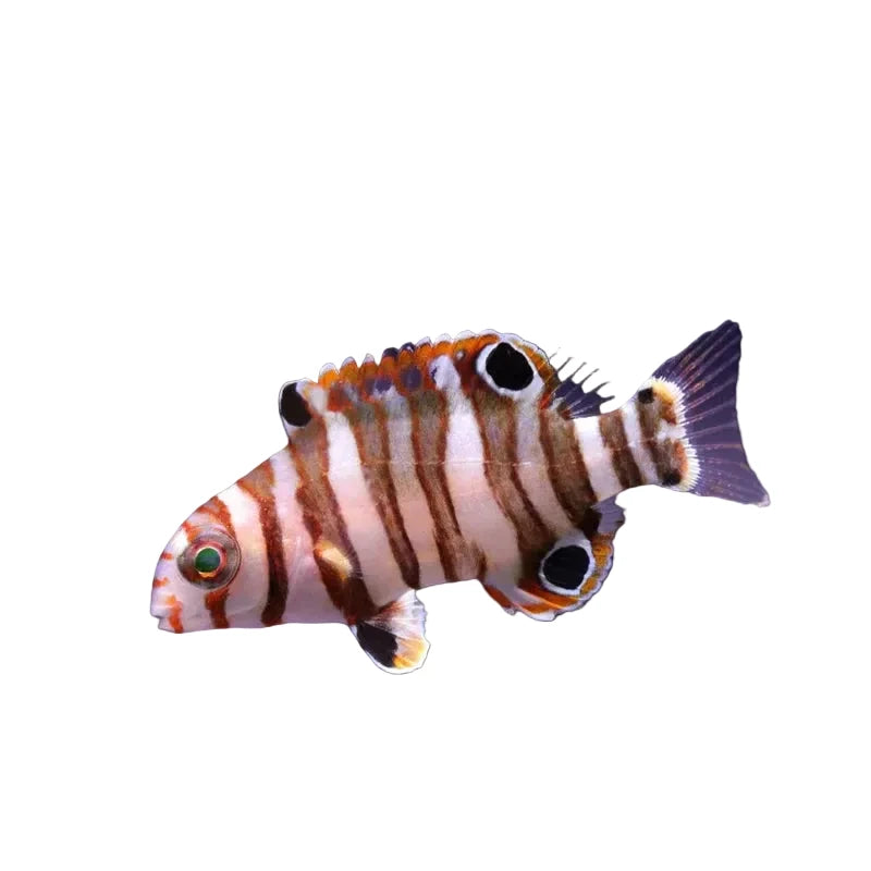 Captive Bred Harlequin Tusk Juvenile