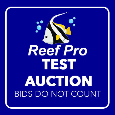 Test Auction 1