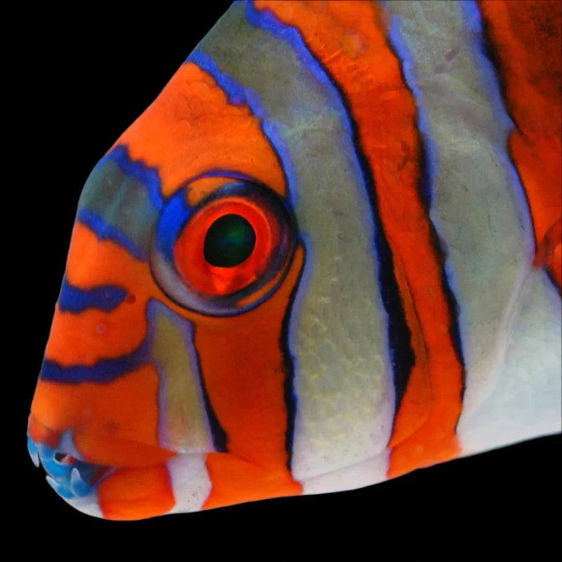 Captive Bred Harlequin Tusk Juvenile
