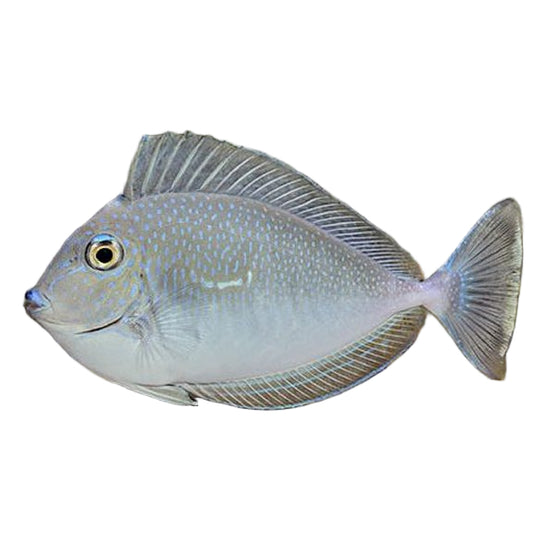 Vlamigi Tang