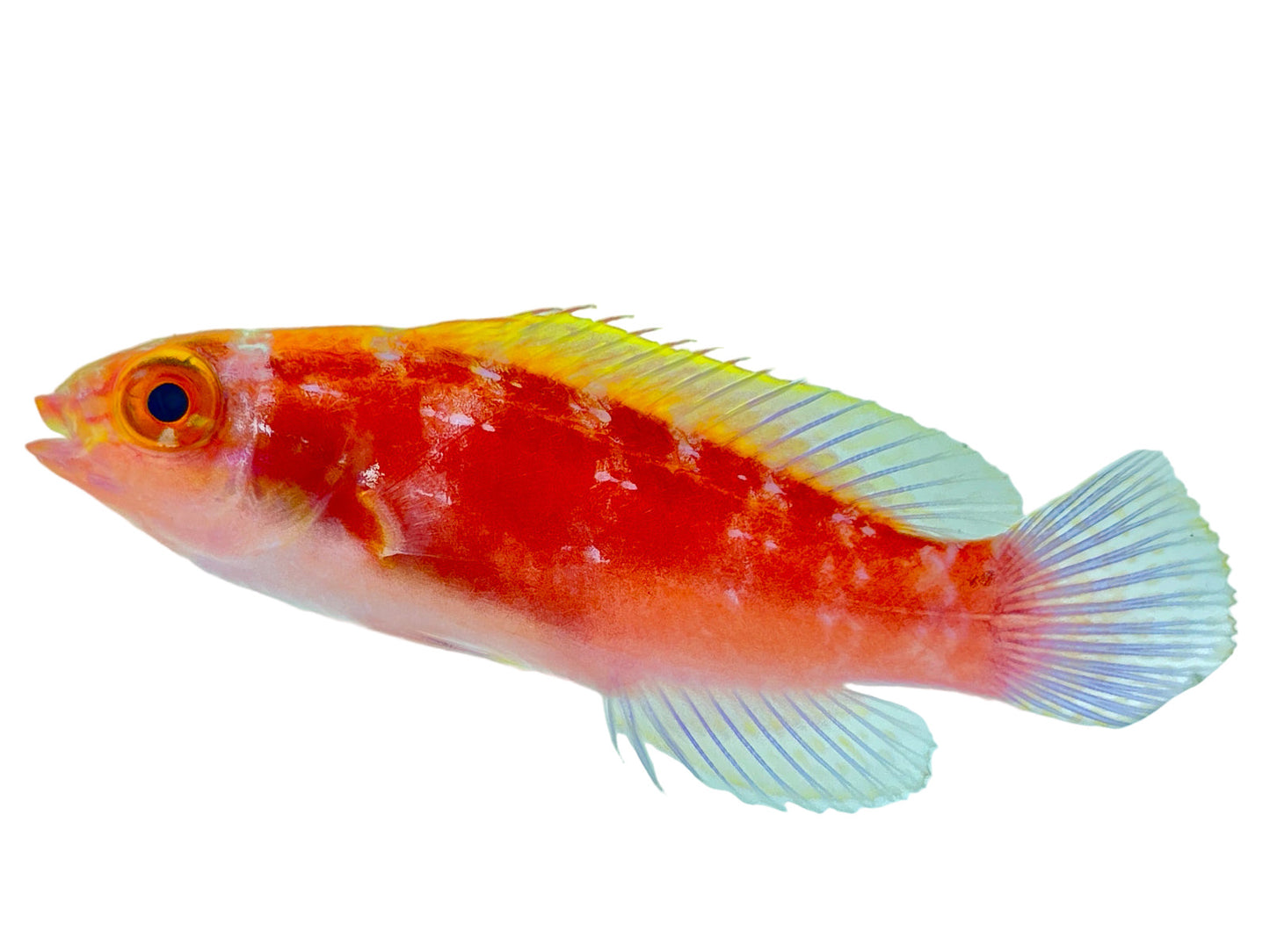 Roseband Fairy Wrasse Female