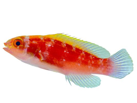 Roseband Fairy Wrasse Female