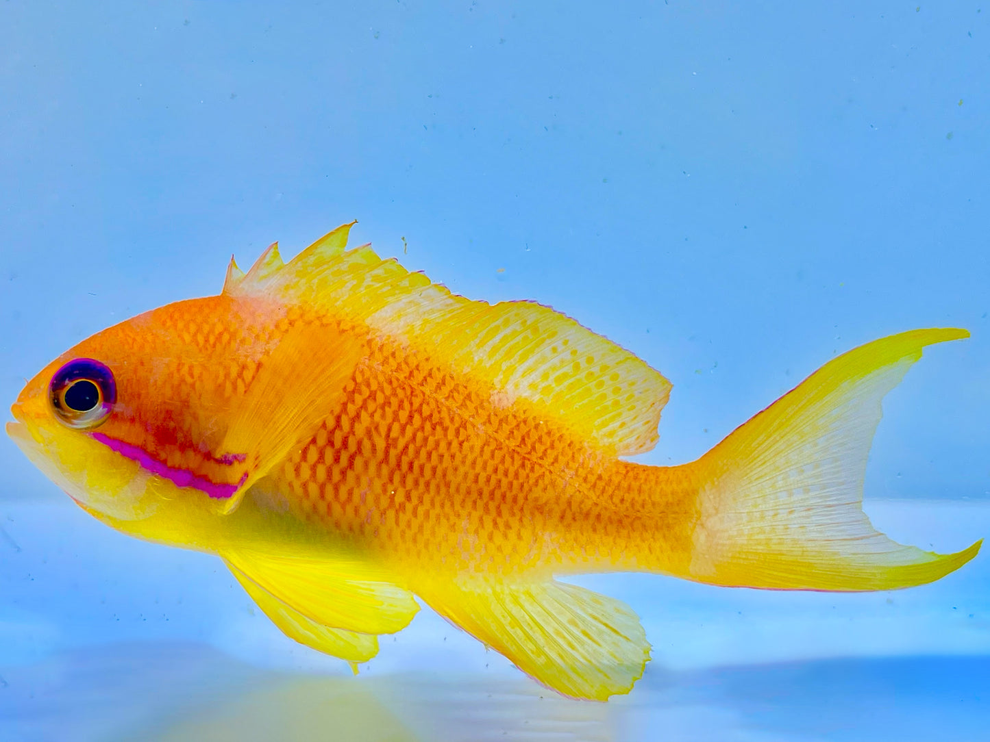 Lyretail Anthias Female