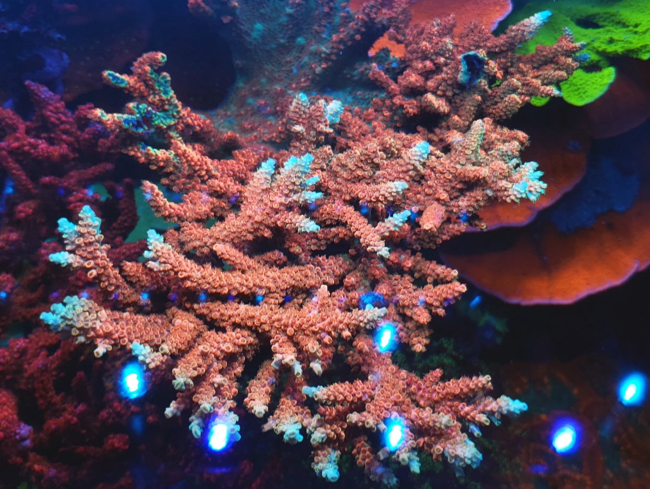 coral reef  Amazing Colorful SPS Corals Under LED Lights •Orphek