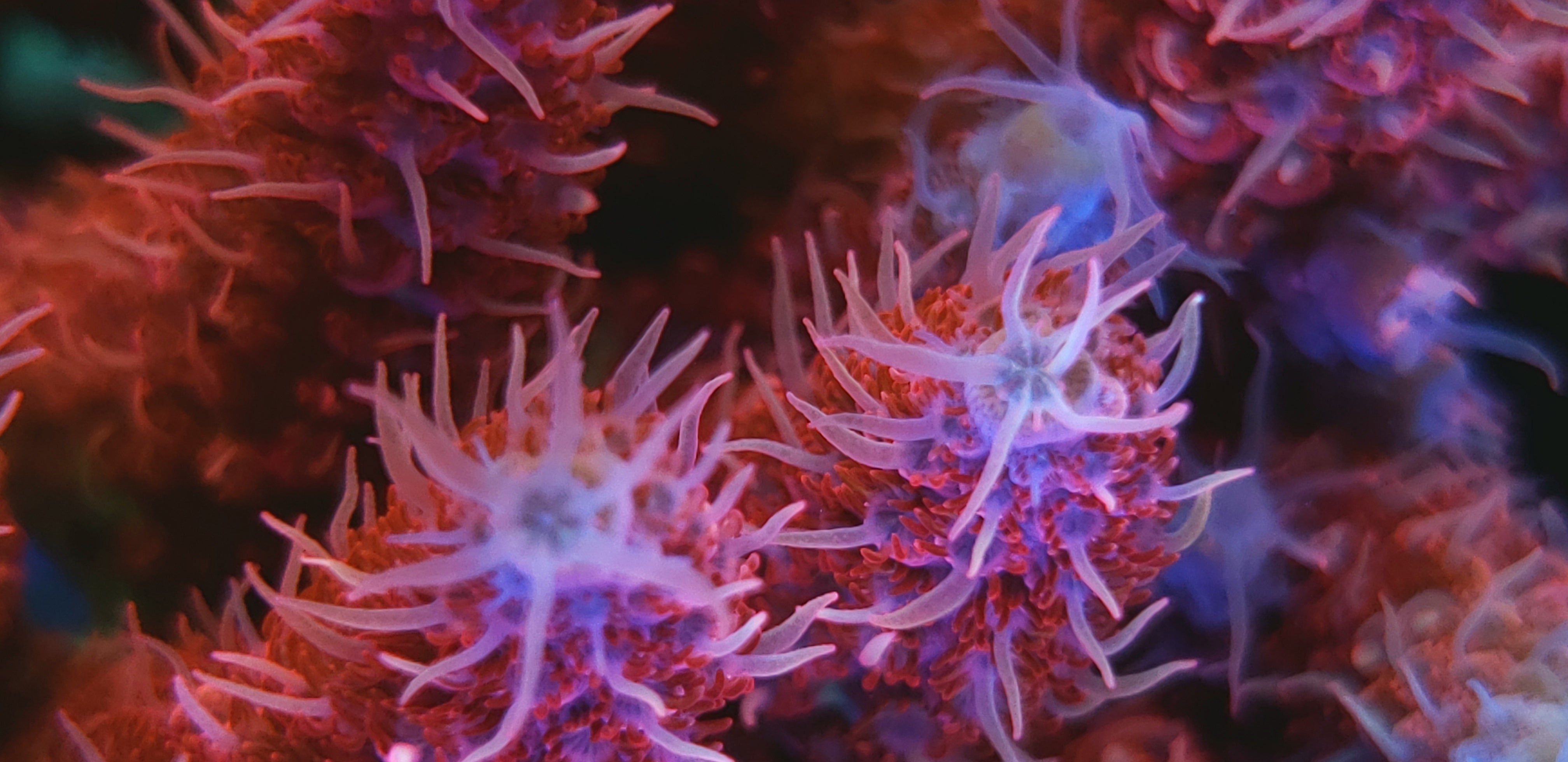 TSA Princess Peach – Reef Pro