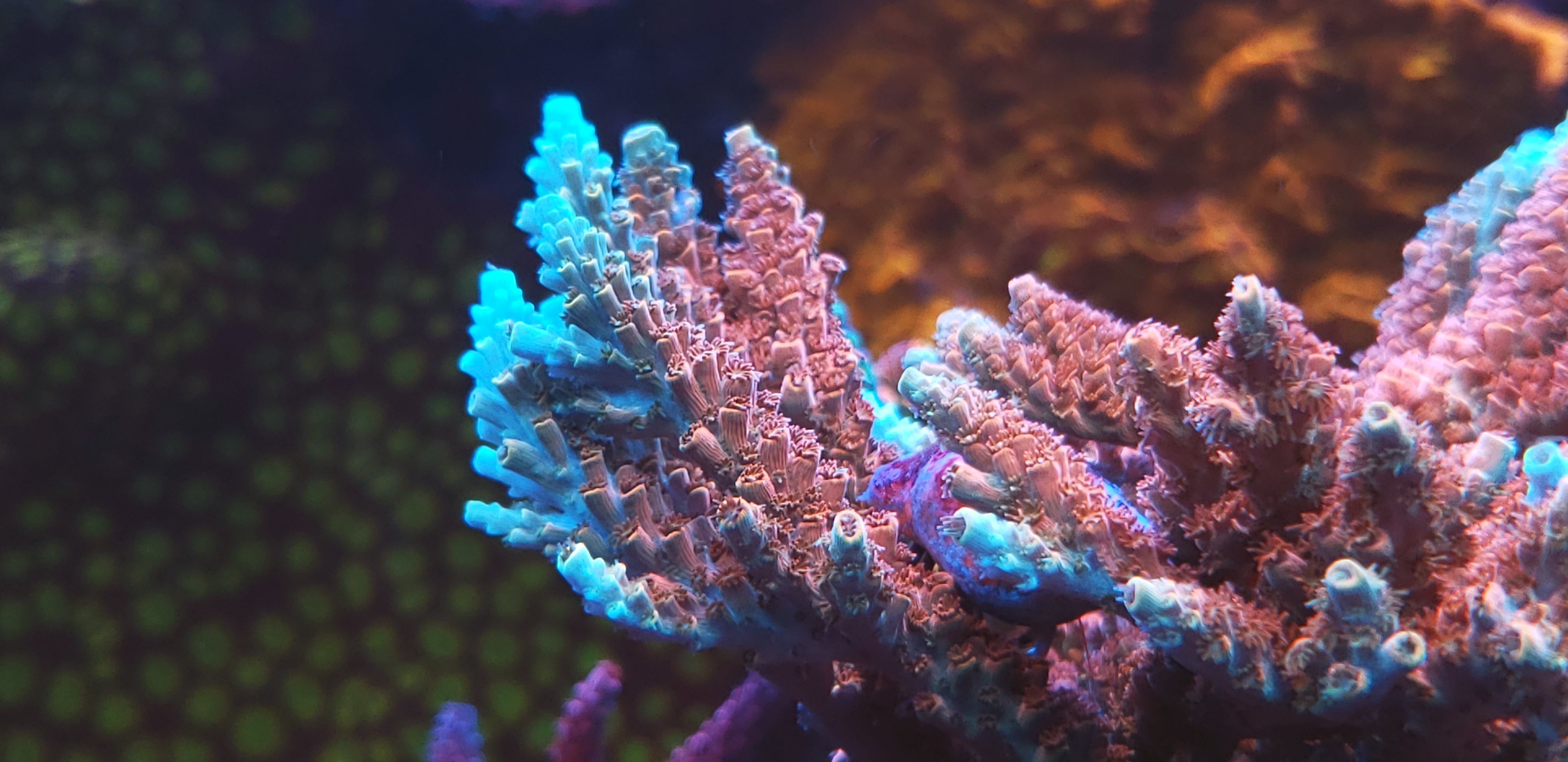 coral reef  Keeping the Birdsnest Coral | Corals | AlgaeBarn