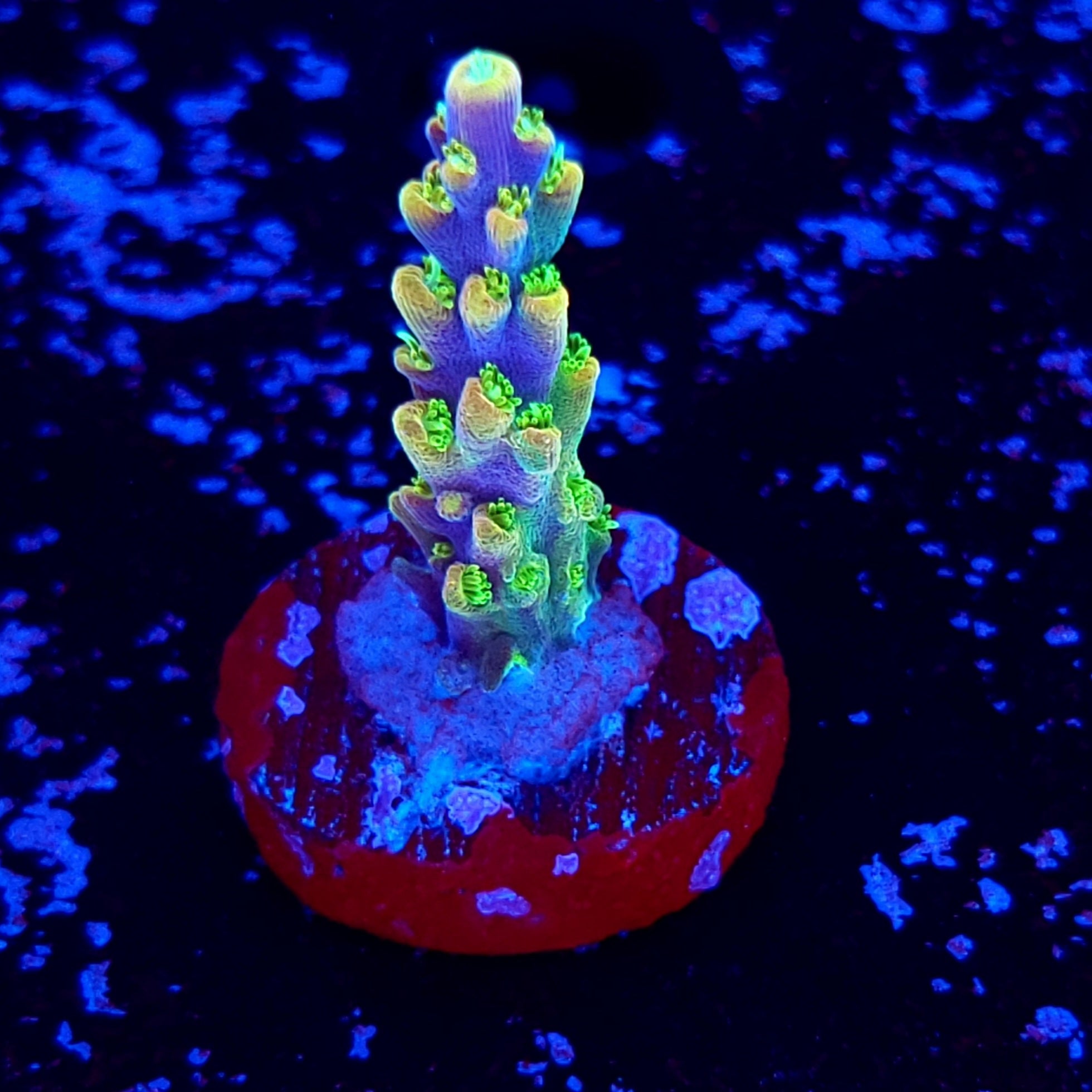 RR Rainbow Loom – Reef Pro