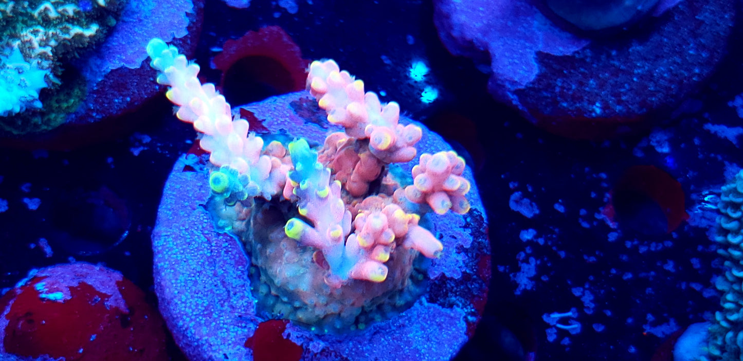  BigR corals Candy Land