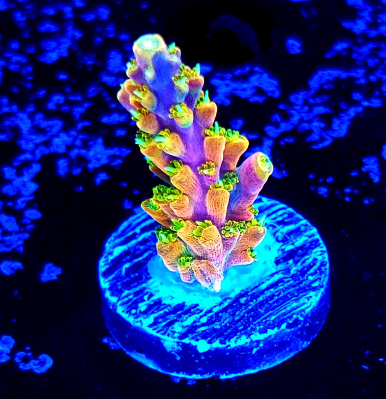 RR Rainbow Loom – Reef Pro