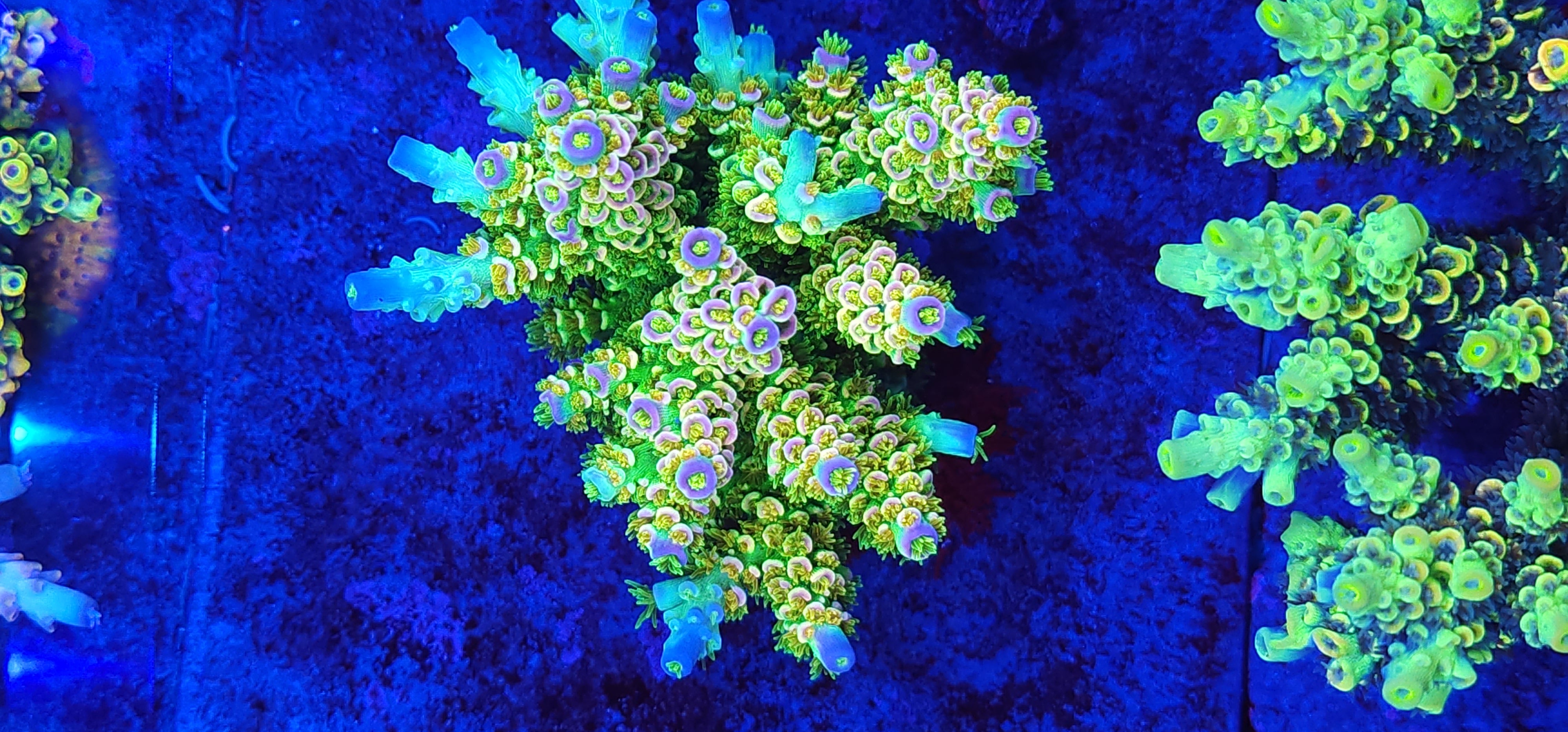 Reef Pro White Walker