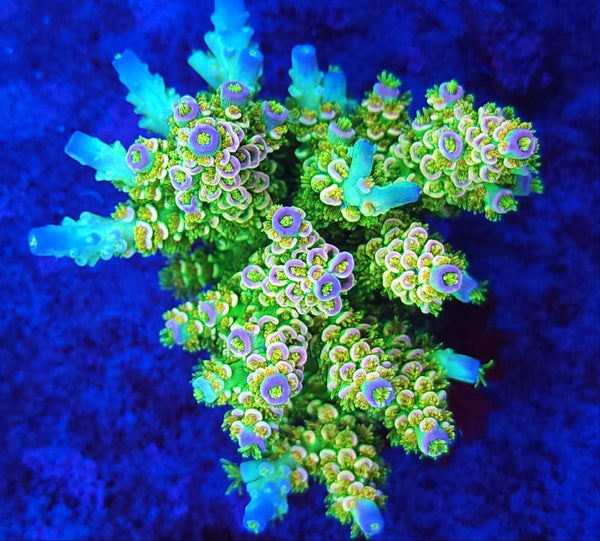 Reef Pro White Walker