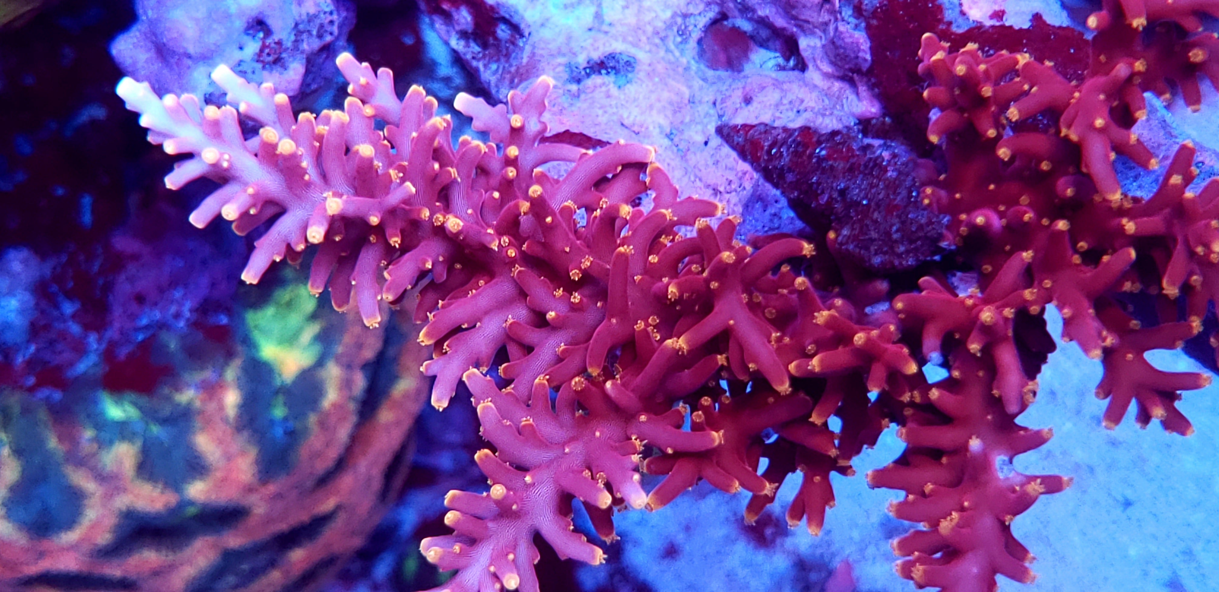 WWC Red Ferrari – Reef Pro