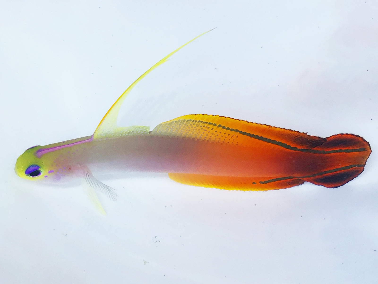 Magnificent Firefish – Reef Pro