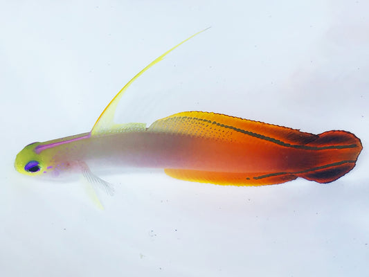 Magnificent Firefish