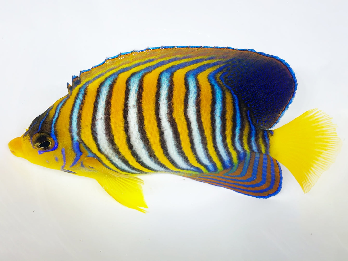 Indian Ocean Yellow Belly Regal Angelfish