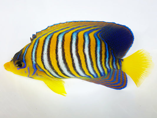 Indian Ocean Yellow Belly Regal Angelfish