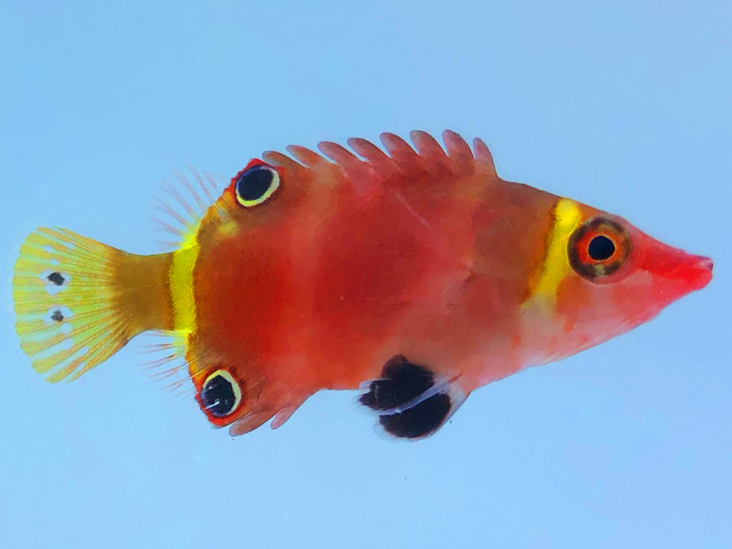 Yellow Banded Possum Wrasse