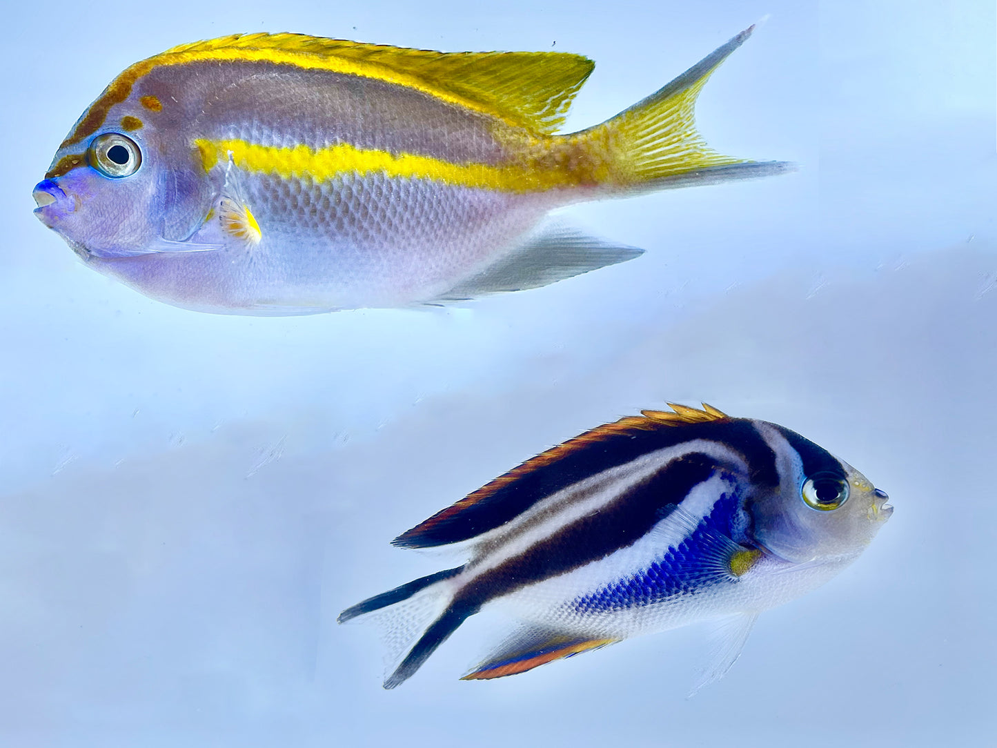 Bellus Angelfish Male/Female PAIR