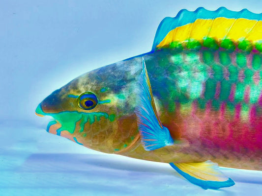 Quoyi Parrotfish