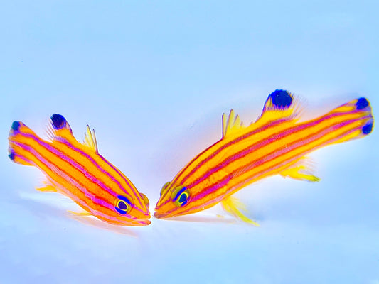 Candy Basslet Mated Pair