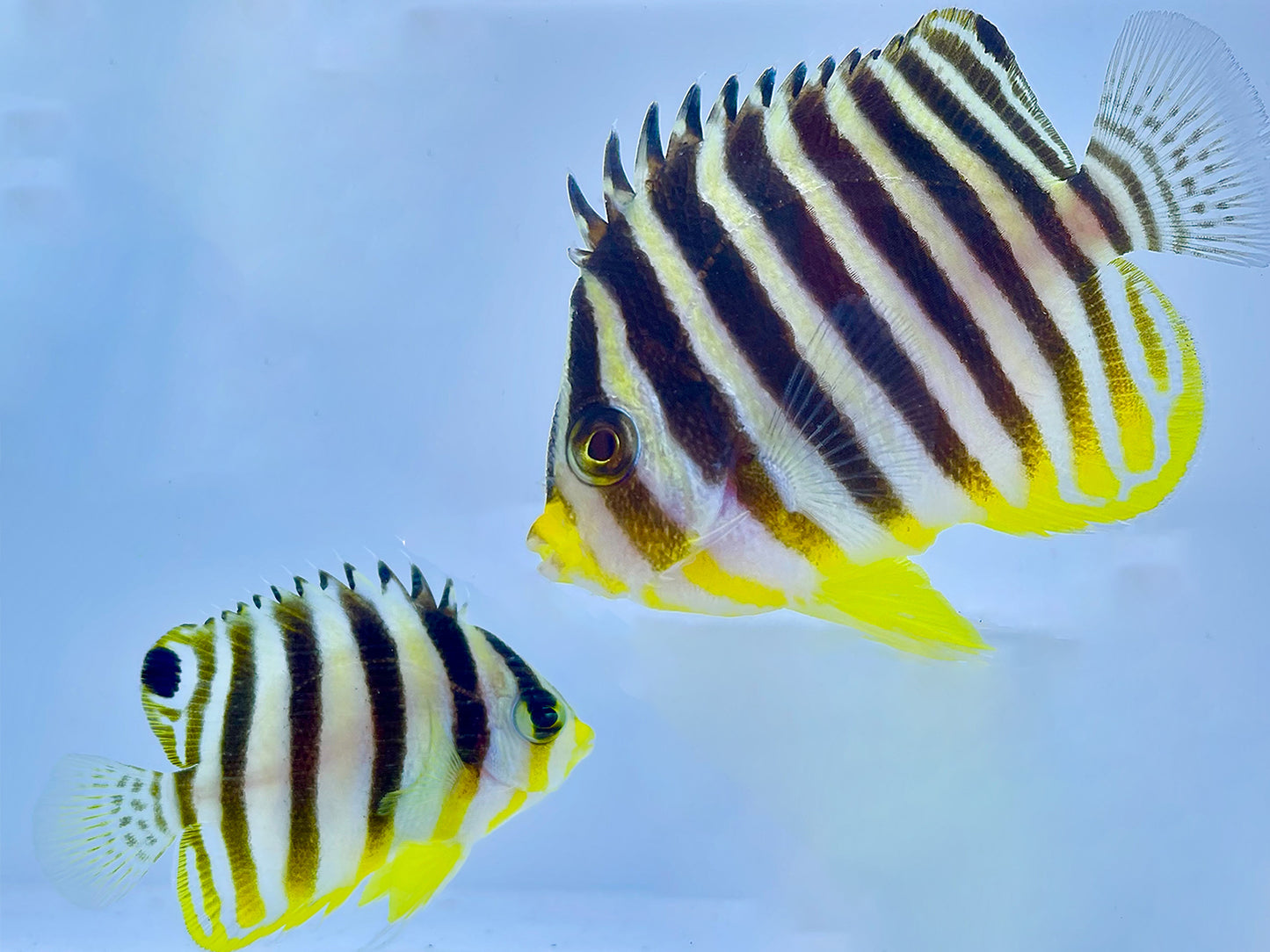 Multibar Angelfish Pair