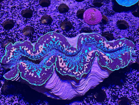 Maxima Clam 1