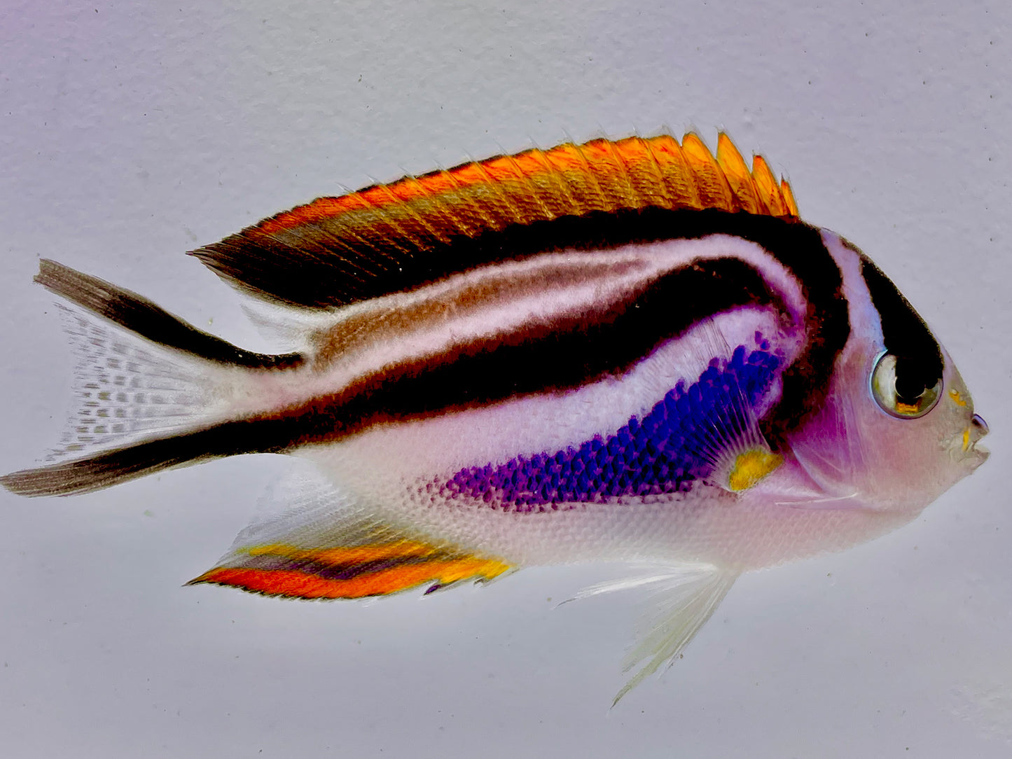 Bellus Angelfish Female