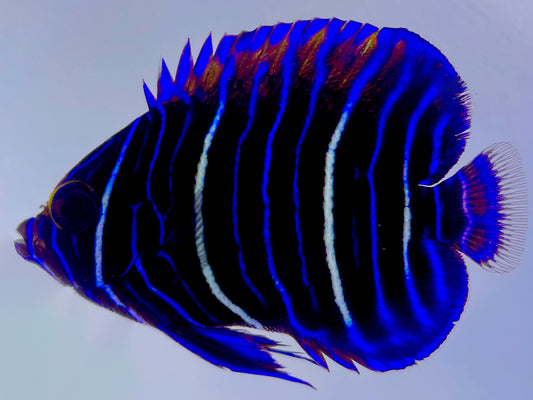 Blueface Angelfish Juvenile