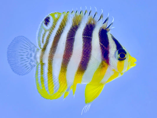 Captive Bred Multibar Angelfish (BA)